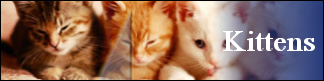 Petwarehouse Fort Wayne - Pet Care for Kittens